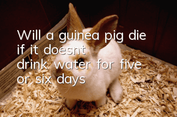 Will a guinea pig die if it doesn't drink water for five or six days?