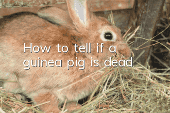 How to tell if a guinea pig is dead?