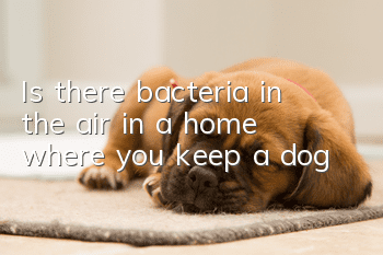 Is there bacteria in the air in a home where you keep a dog?