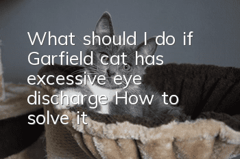 What should I do if Garfield cat has excessive eye discharge? How to solve it?