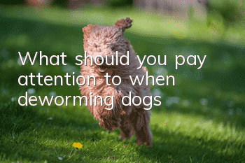 What should you pay attention to when deworming dogs?