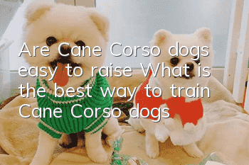 Are Cane Corso dogs easy to raise? What is the best way to train Cane Corso dogs?