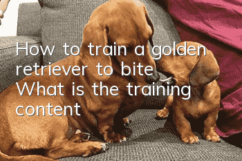 How to train a golden retriever to bite? What is the training content?