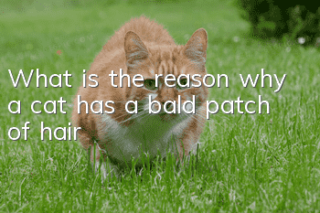 What is the reason why a cat has a bald patch of hair?