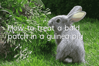 How to treat a bald patch in a guinea pig?