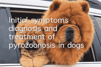 Initial symptoms, diagnosis and treatment of pyrozoonosis in dogs