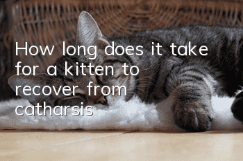 How long does it take for a kitten to recover from catharsis?