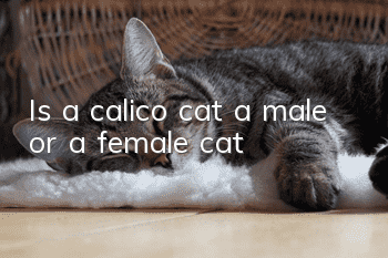 Is a calico cat a male or a female cat?