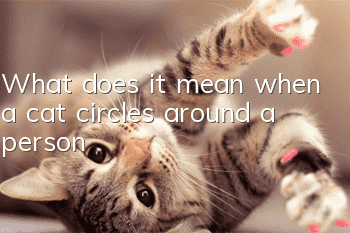 What does it mean when a cat circles around a person?