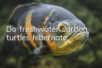 Do freshwater carbon turtles hibernate?