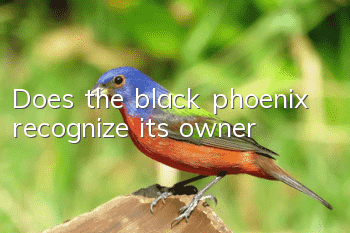 Does the black phoenix recognize its owner?