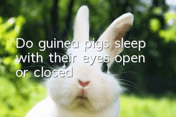 Do guinea pigs sleep with their eyes open or closed?