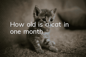 How old is a cat in one month?