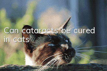 Can cataracts be cured in cats?