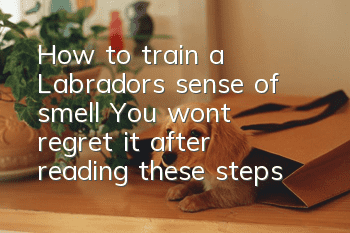 How to train a Labrador’s sense of smell? You won’t regret it after reading these steps!