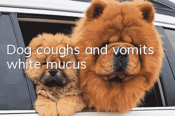 Dog coughs and vomits white mucus