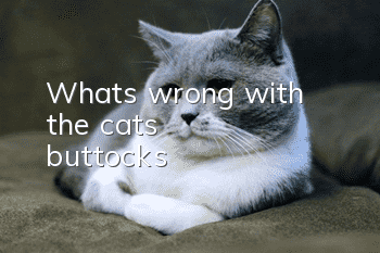 What's wrong with the cat's buttocks?