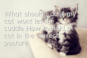 What should I do if my cat won’t let me cuddle? How to hold a cat in the correct posture?