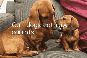 Can dogs eat raw carrots?