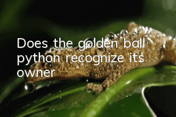 Does the golden ball python recognize its owner?