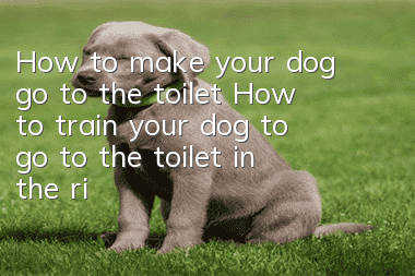 How to make your dog go to the toilet? How to train your dog to go to the toilet in the right place!