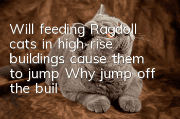 Will feeding Ragdoll cats in high-rise buildings cause them to jump? Why jump off the building?