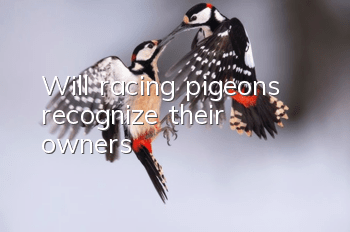 Will racing pigeons recognize their owners?