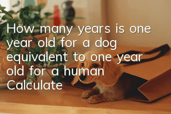 How many years is one year old for a dog equivalent to one year old for a human? Calculate the age of a dog!