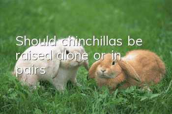 Should chinchillas be raised alone or in pairs?