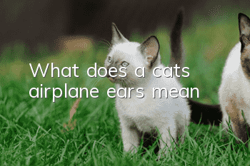 What does a cat’s airplane ears mean?