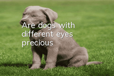 Are dogs with different eyes precious?