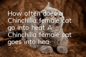 How often does a Chinchilla female cat go into heat? A Chinchilla female cat goes into heat!