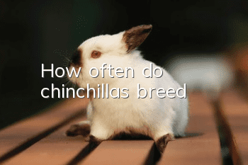 How often do chinchillas breed?