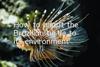 How to adapt the Brazilian turtle to its environment