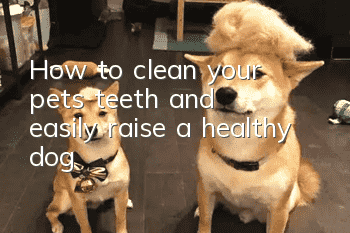 How to clean your pet’s teeth and easily raise a healthy dog!