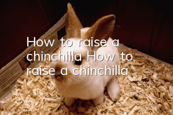 How to raise a chinchilla How to raise a chinchilla