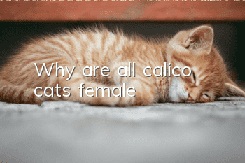 Why are all calico cats female?