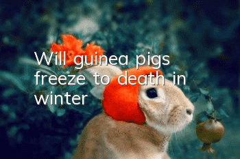 Will guinea pigs freeze to death in winter?