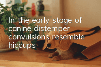 In the early stage of canine distemper, convulsions resemble hiccups