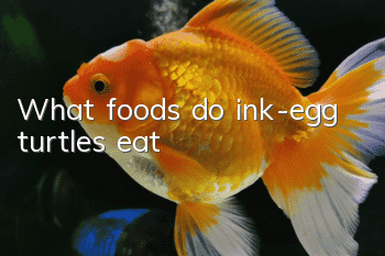 What foods do ink-egg turtles eat?