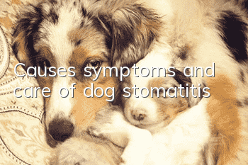 Causes, symptoms and care of dog stomatitis