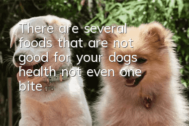 There are several foods that are not good for your dog’s health, not even one bite!