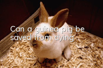 Can a guinea pig be saved from dying?