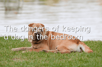 The dangers of keeping a dog in the bedroom