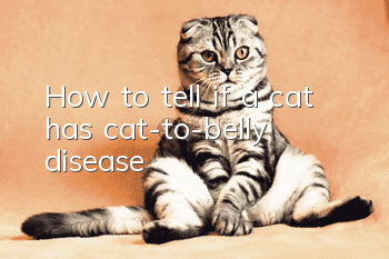 How to tell if a cat has cat-to-belly disease