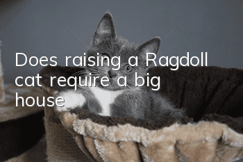 Does raising a Ragdoll cat require a big house?