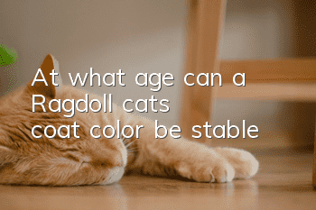 At what age can a Ragdoll cat's coat color be stable?