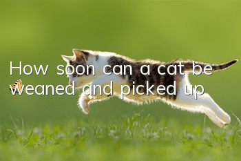 How soon can a cat be weaned and picked up?