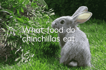 What food do chinchillas eat?