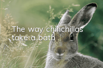 The way chinchillas take a bath